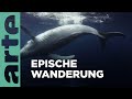 Die Reise Der Buckelwale ARTE Family