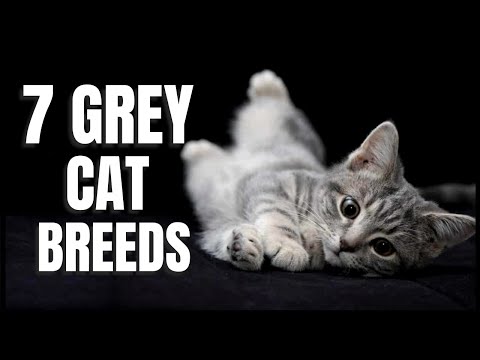 7 Grey Cat Breeds