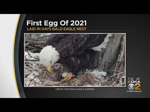 First Egg Of 2021 Laid In Hays Bald Eagle Nest