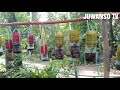 CARA TANAM SAYUR TEKNIK BIOPONIK HIDROPONIK