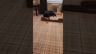 Video preview image #1 Rottweiler Puppy For Sale in Hillsboro, NH, USA