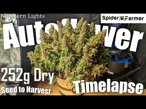 Timelapse -252g- Seed to Harvest - Northern Lights (2) Autoflower Fastbuds - Spiderfarmer SF4000