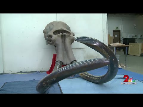 Rare blue-tusked mammoth skull on auction in Anchorage