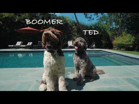 Ted & Boomer | 1155 Dilling Street | Studio City - The Agency