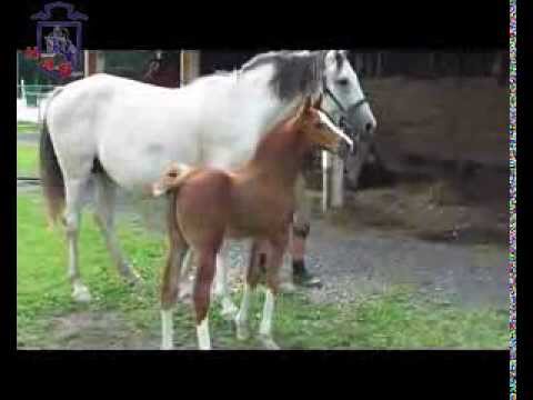 Hengstfohlen von Kannan *11.07.2013 Fohlenverkauf. Sold!