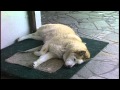 Husky Rescue - Huskies napping 