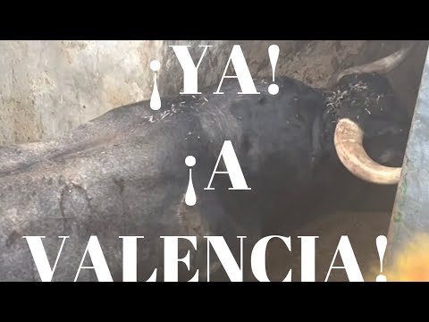 ¡YA! De Camino A plaza de toros de VALENCIA