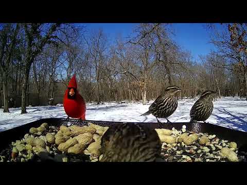 Busy Snowy Morning at the Bird Feeder