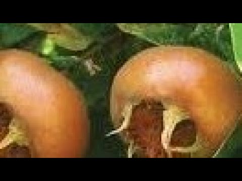 MUŠMULA ili MUŠMULJA - staro, ljekovito, a zapostavljeno voće