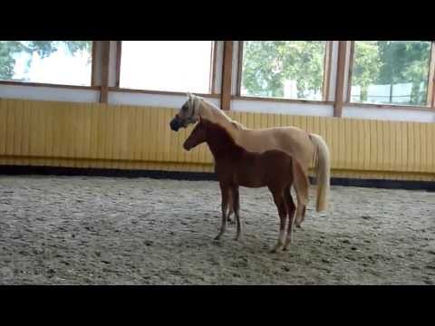 Hengstfohlen von Dimension AT  Nr.1