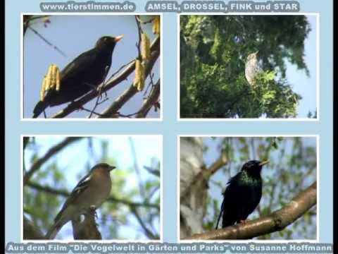 Amsel, Drossel, Fink und Star