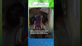 HEBOH Munculnya Virus Antraks di Gunung Kidul, Ini Bahayanya yang Disebut Bisa Mematikan