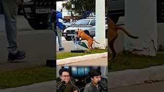 Cachorro sentindo a maldade! #Shorts