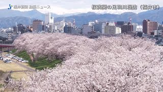 足羽川　日本さくら名所100選