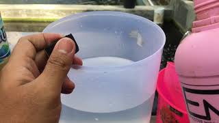 Download lagu CARA FERMENTASI PAKAN IKAN NILA AGAR CEPAT BESAR DAN UNTUNG DENGAN EM4 MOLASE mp3