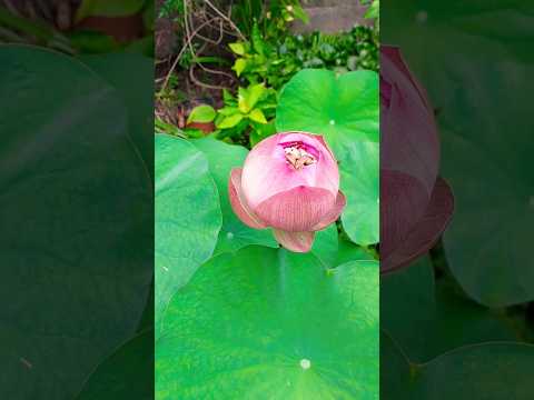 my gardens flower #shorts #flowers