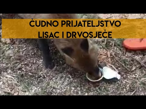 Lumberjacks & fox | Drvosječe | #live  #fox