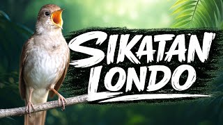 Download lagu Suara Alami Sikatan Londo (Luscinia megarhynchos) | Suara Burung Eropa untuk Relaksasi mp3 Download lagu Suara Alami Sikatan Londo (Luscinia megarhynchos) | Suara Burung Eropa untuk Relaksasi mp3