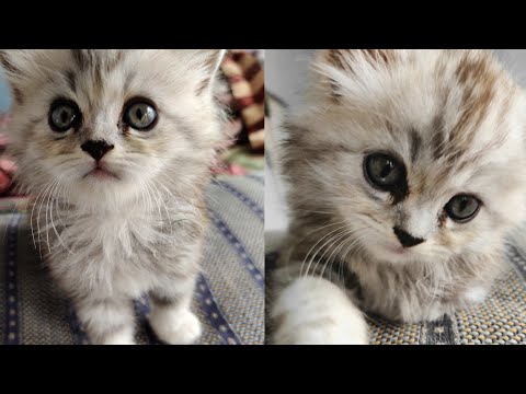 two kittens better than one || part 01