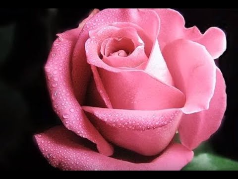 La vita è rosa (La Vie En Rose Italian version) - cover by Kristina Kalle