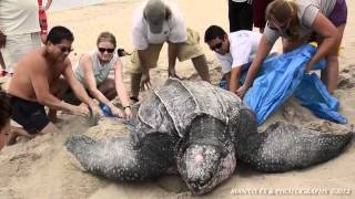 preview picture of video 'Part 2 of 7 - Leatherback Mama Turtle Rescue in Highland Beach, FL'