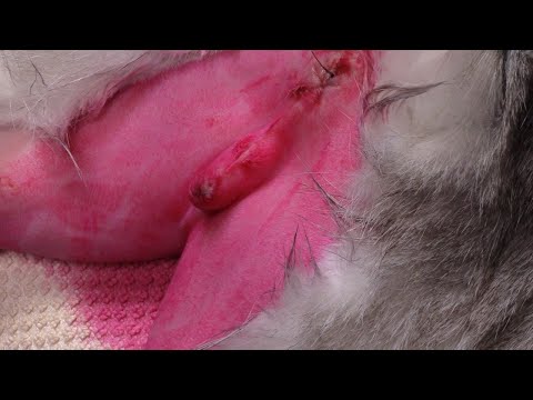 Live stream - perineal urethrostomy in a cat