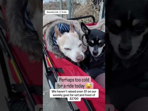 Can you help our rescue dogs⁉️🥺Link in our bio🫶 #amazon #rescuedog #chihuahua #shelter #florida