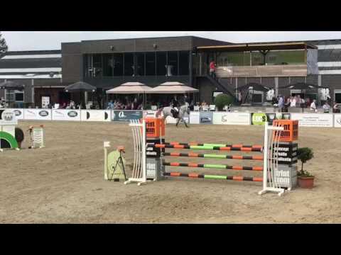 6yo mare by connor(casall)(2)