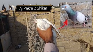 Aj 2 Shikar Pakre | Kabutar Pakra Video | New Pigeons Video 2025 | Birds Video |