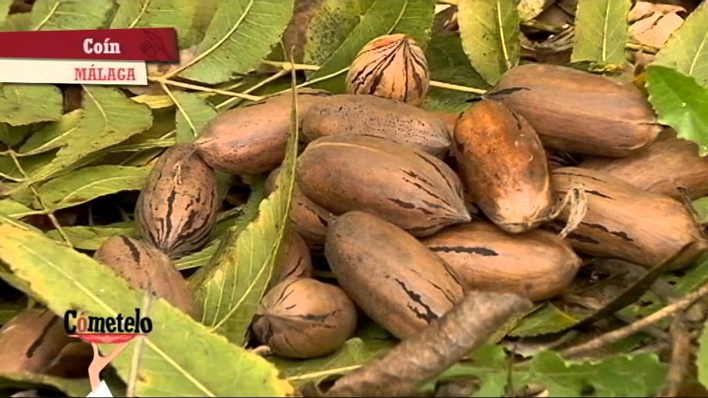 Nueces Pecanas. Coín, Málaga