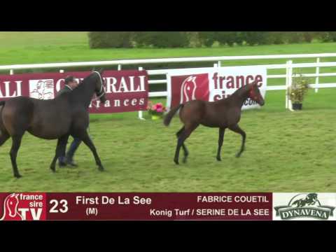 Show AQPS 2015 : lot 23 - N - M15 - Konig Turf & SERINE DE LA SEE