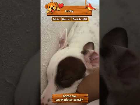 Vídeo de Lucky