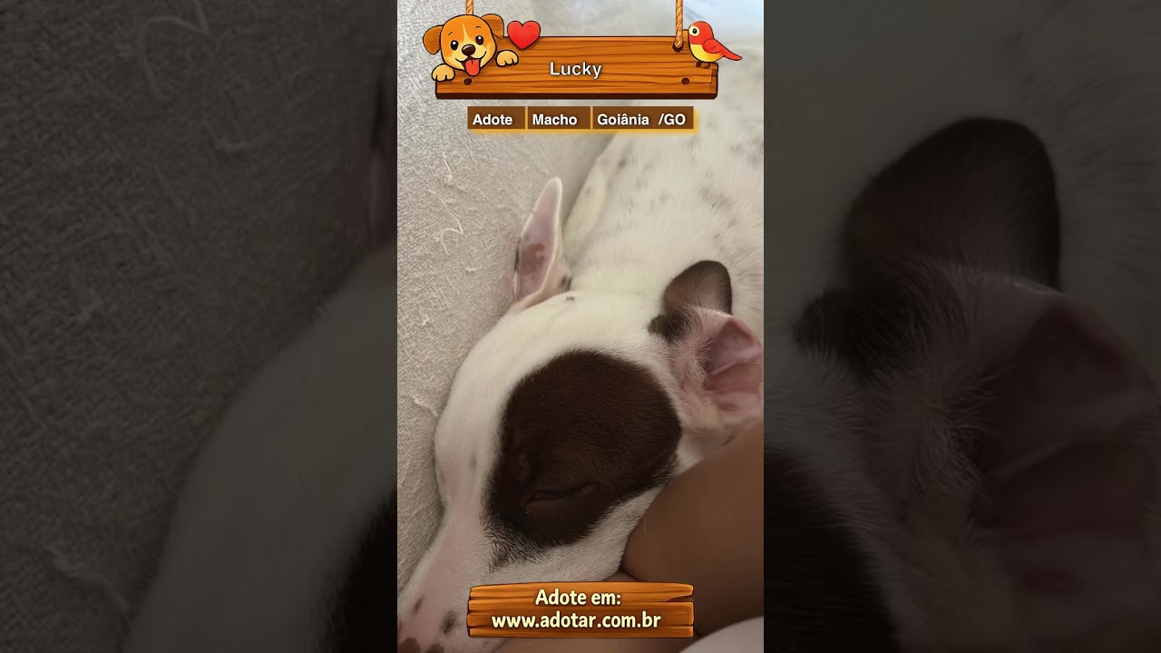 Cachorro raça SRD-ViraLata idade 7 a 11 meses nome Lucky