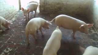 preview picture of video 'best piggery farm'