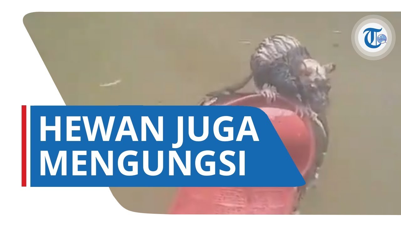 Banjir di Jakarta Membuat Tikus Kecoa  dan  Kucing  