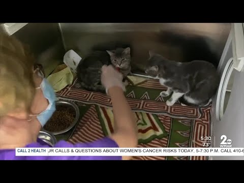 Animal Control rescues 133 cats hoarded inside Mt. Clare row home