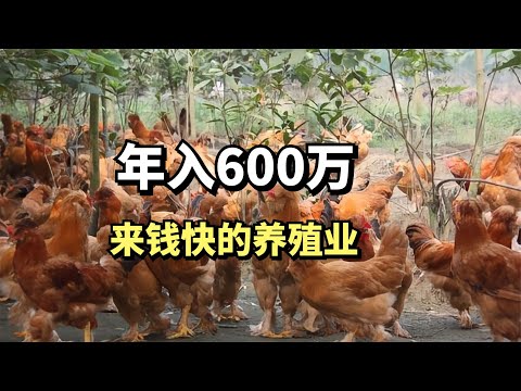 , title : '北京大叔用奇葩的方法养淘汰鸡，却年赚600万，他是怎么做到的'