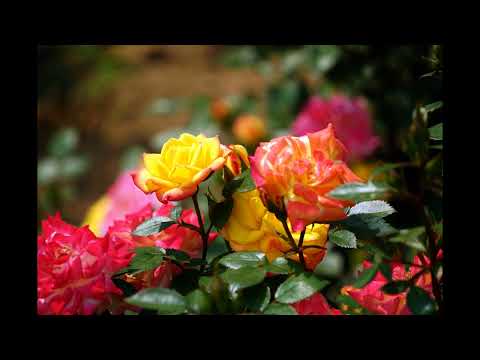 Philippe Alexandre Belisle - Nostalgie - Versão Vocal