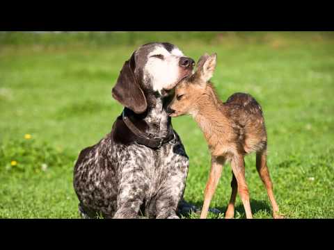 Ad Brown & Anushka De'sai - Apsara (Original Mix)