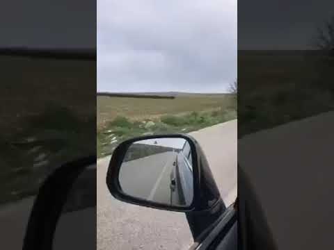 Piara de Jabalíes cruza la ruta en San Luis