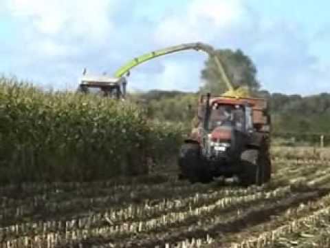 Casier: Mais hakselen.