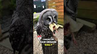 5 Reasons You Should Never Pet or Adopt an Owl