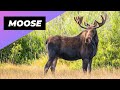 Moose 🦌 The Shocking Size of These Animals