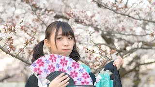 【憂来羽ゆきの】千本桜　踊ってみた【桜の下で】