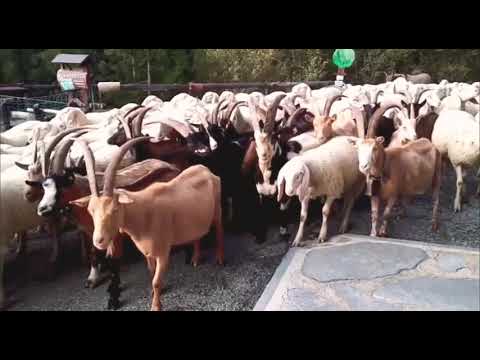 Gregge di pecore agnelli di marino davide