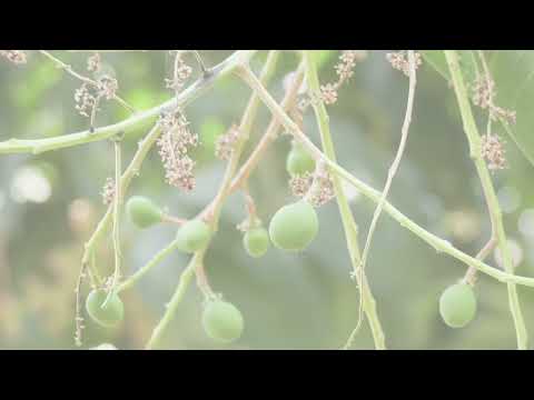 Agri-Connect: Promotional Video