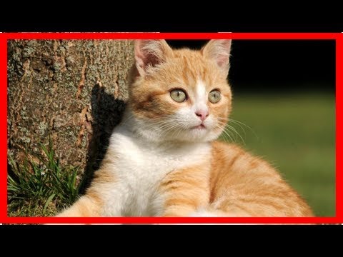 Mucki-Lauscher: Ein Katzenohr hat 32 Muskeln