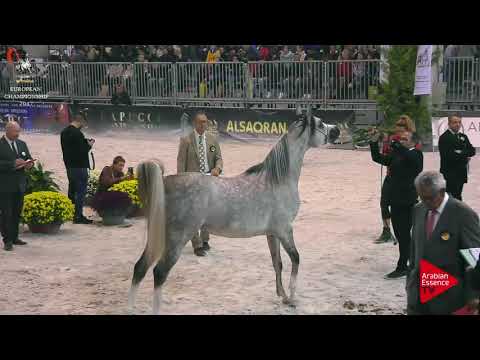 N.162 SHAMAN AL MAR - Verona 2017 - 3 Years Old Colts (Class 6)