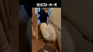 祖父へのストーカーが止まらん愛犬　#greatpyrenees #犬のいる生活 #大型犬のいる生活 #大型犬 #大型犬と暮らす #グレートピレニーズ #愛犬 #癒し #ゴールデンレトリバー