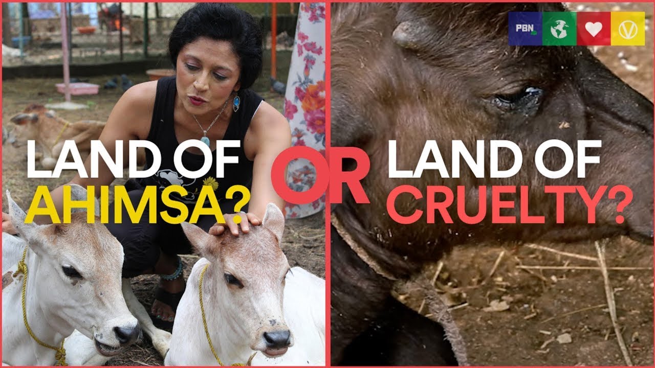 INDIA: The Land Of Ahimsa [Official Documentary]